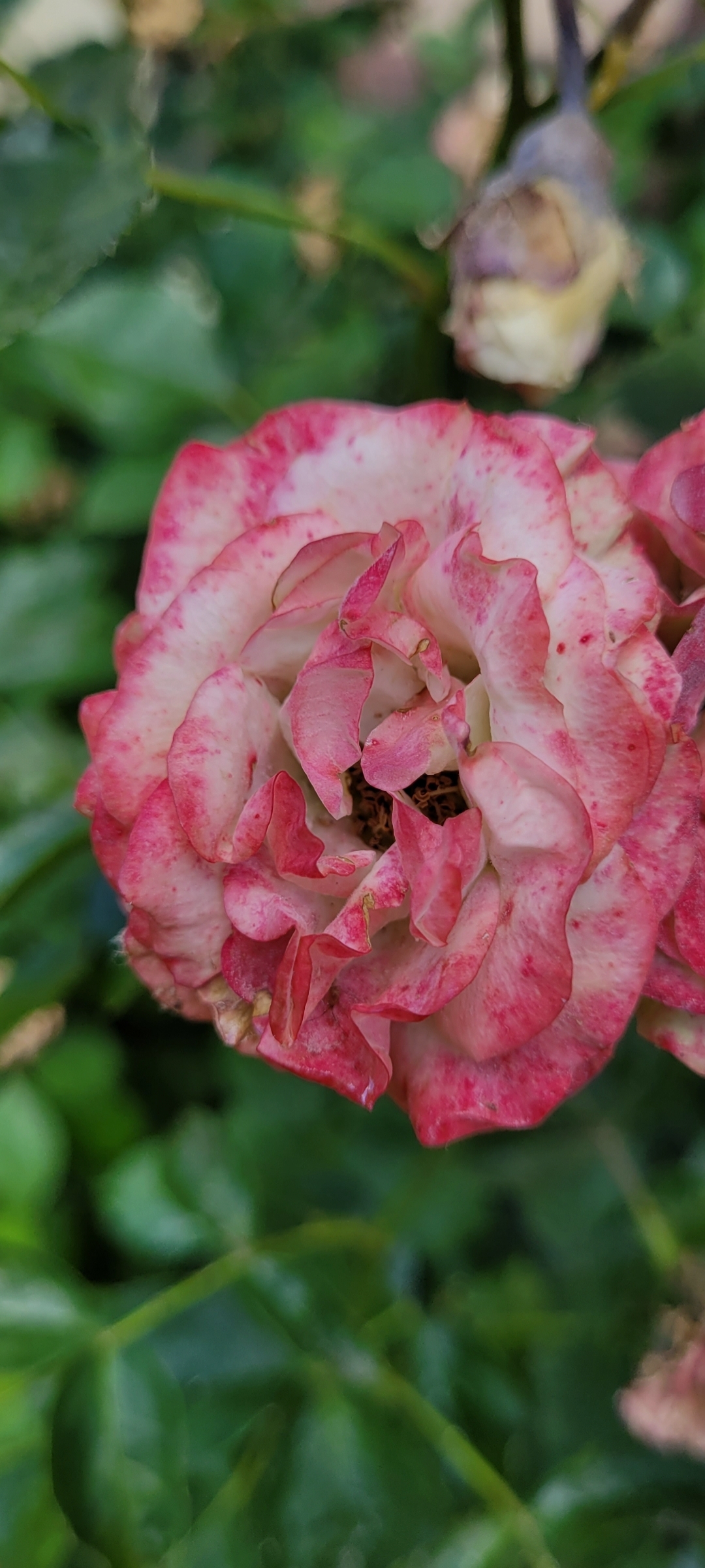 A top-down close-up of a blooming rose with ruffled white petals and magenta speckles. Photographed by Fabian Ternis.
